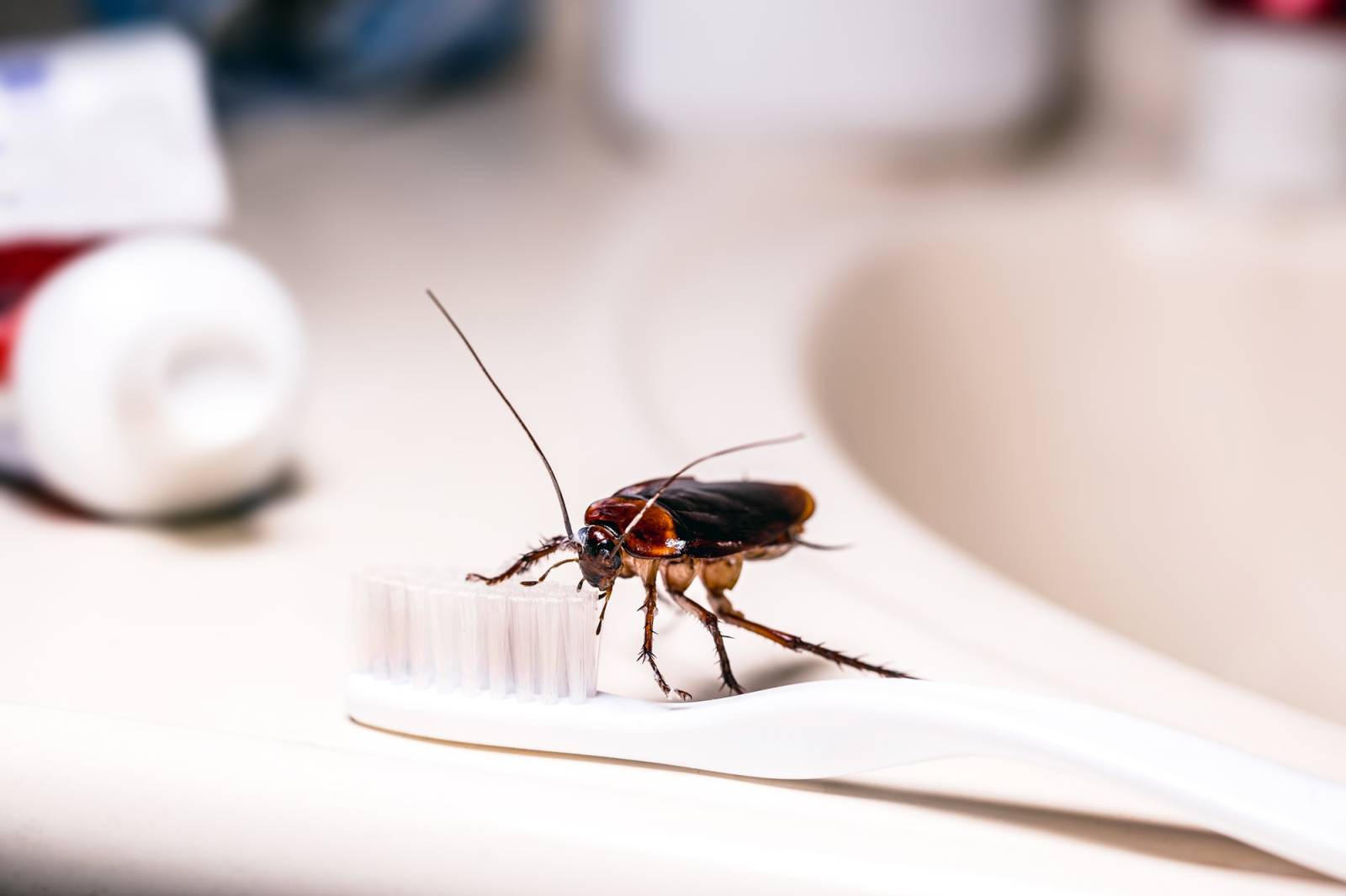 Utilisation des pièges à phéromones pour détecter une infestation de cafards à Monaco vers Menton