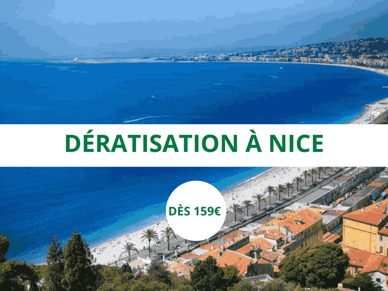 Urgence dératisation infestation de rats et souris dans locaux archives à Nice 06088 dans les Alpes Maritimes