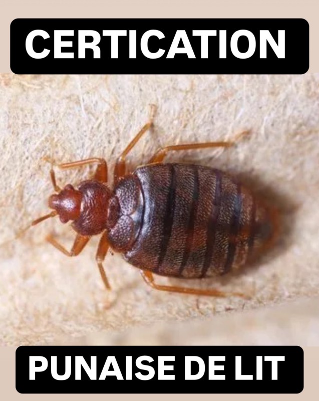 Comment prévenir une nouvelle infestation de punaises de lit après un traitement sur Nice 06 ?