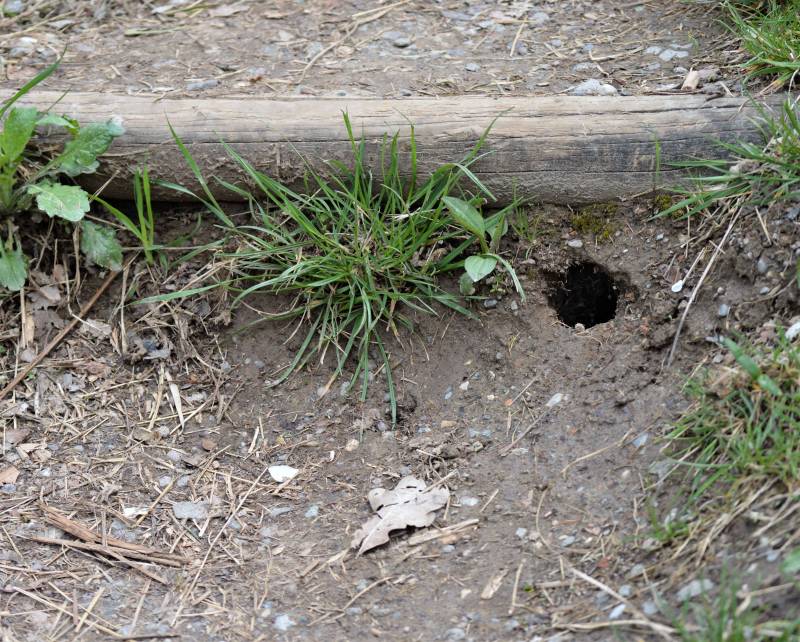 Entreprise pour installer pièges à rats et souris dans jardin privatif à Nice 06088 dans les Alpes Maritimes