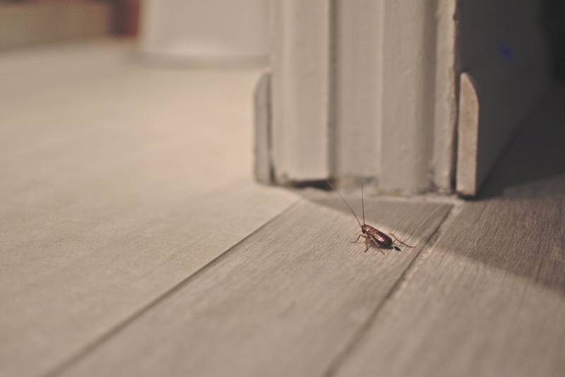 Qui est responsable face à une infestation de blattes à Monaco vers Menton : locataire ou propriétaire ?