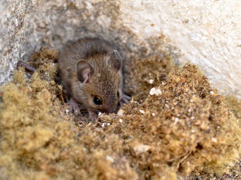 Coût des services de dératisation professionnelle avec garantie résultats à Nice 06088 dans les Alpes Maritimes