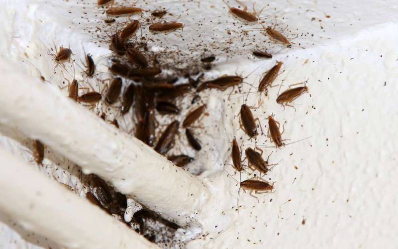 Traitement contre l'invasion de cafards dans la maison ou l'appartement à Nice, Cannes, Antibes - Décafardisation pas cher sur la Cote D'Azur