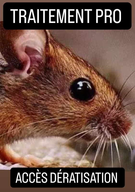 Comment les services de dératisation professionnels d'Access Dératisation assurent la sécurité des animaux domestiques à Cannes dans les Alpes maritimes ?