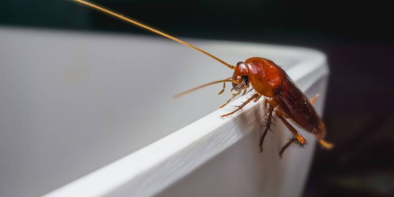 Urgence Cafards dans votre Appartement à Toulon ?