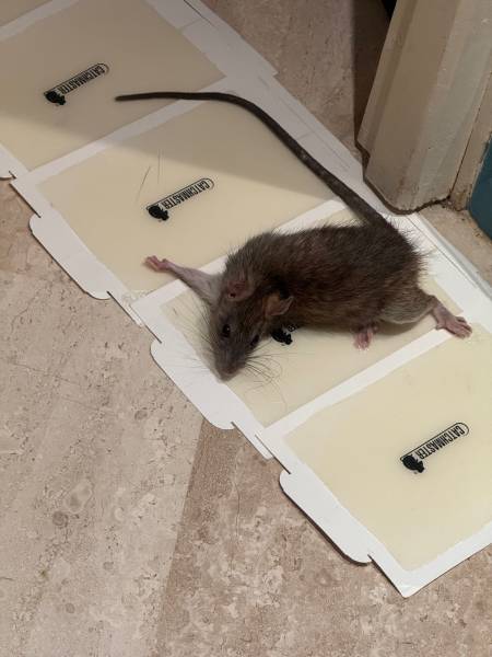 Dératisation à Nice avec plaques de glu (pièges collants) pour capturer rapidement des rats